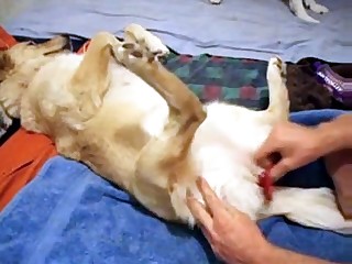 beast bruno dog free trailer videos