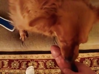 POV skull fucking with my trained young dog