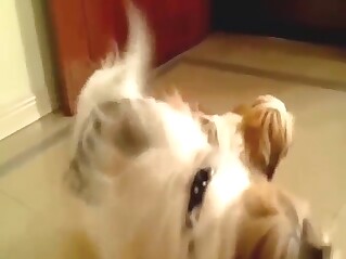 Dogs fucking other dogs in a kinky video
