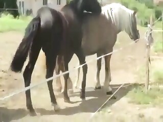 Horse fucking with a sexy animal mating hard