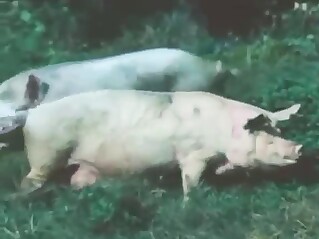 Zoophile porn with pigs that mate endlessly