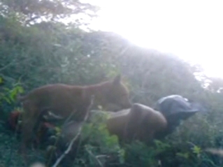 Zoo sex with the horny dog out in the open