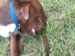 Zoophile classic: dog sucks its own dong outside