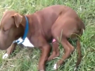 Zoophile classic: dog sucks its own dong outside