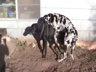 Zoo XXX with a big dog fucking a smaller one hard
