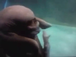 Walrus decides to suck its own penis for the cam