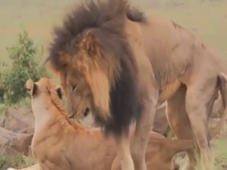 Lion porn with a lioness that takes this HUGE dong