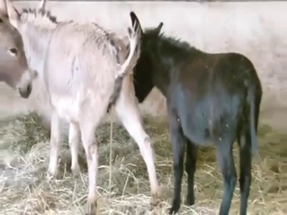 Donkey piss and lots of teasing in a sexy scene