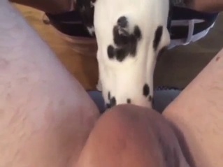 Zoophile gets rimmed by a sexy Dalmatian here