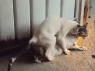 Zoo porn with a sexy cat that gets it on for real