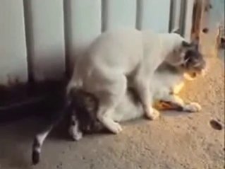 Zoo porn with a sexy cat that gets it on for real