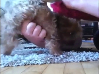 Bestiality porn with a beast that gets pretty wild