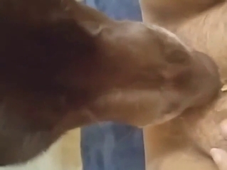 Bestiality porn showing a hot lady getting off