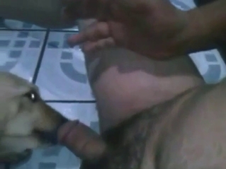 Zoophile porn with a brown dog licking that dick