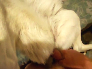 Zoophile porn shows how a slutty dog takes it