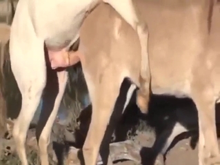 Zoo porn looks impressive, fucking is WAY too deep