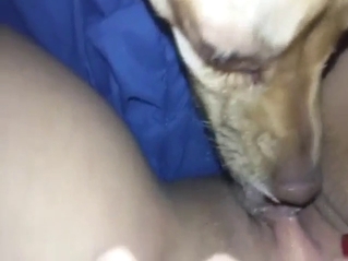 Bestiality sex addict has a dog licking her hard