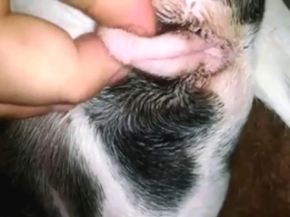 Bestiality sex shows a dog getting fingered too
