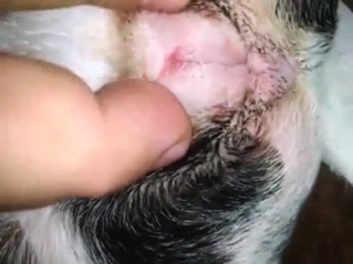 Bestiality sex shows a dog getting fingered too