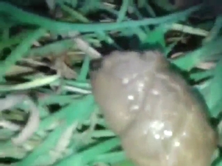 Zoo porn with a poop fetish mixed in too