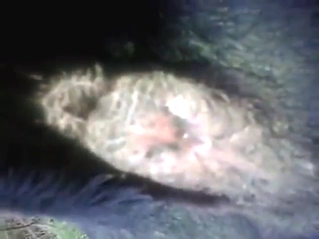 Zoo porn with a poop fetish mixed in too