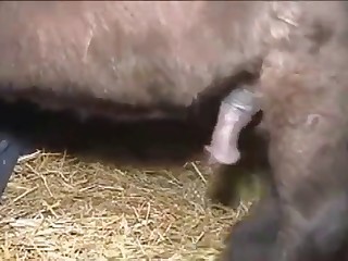 bestiality movie review wolfteen porn movies