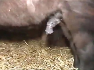 bestiality movie review wolfteen porn movies