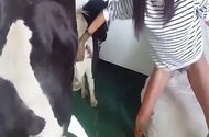 Zoo Sex Videos: Hardcore Animal Porn Tube